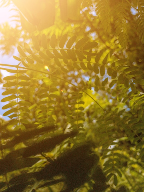 Sunlight filtering through green leaves onto a picnic blanket spread with fresh fruits and pastries.
