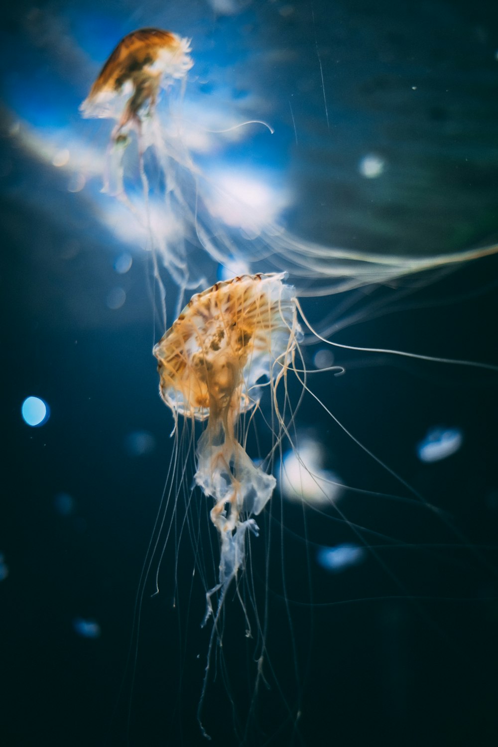 brown jellyfish in blue water