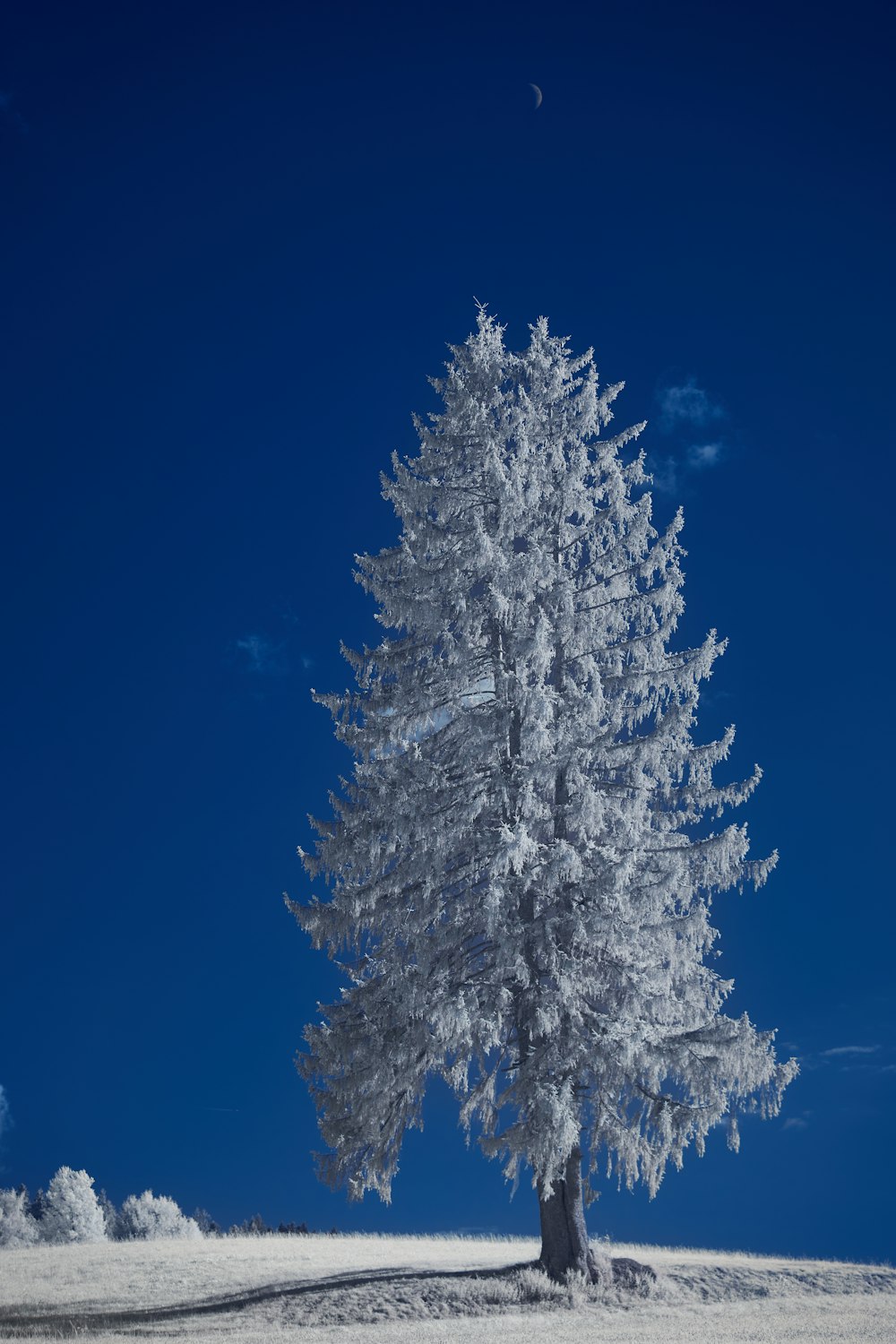 white snow covered tree under blue sky during daytime