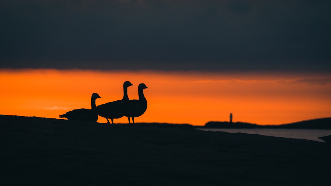 silhouette of 2 birds on brown sand during sunset