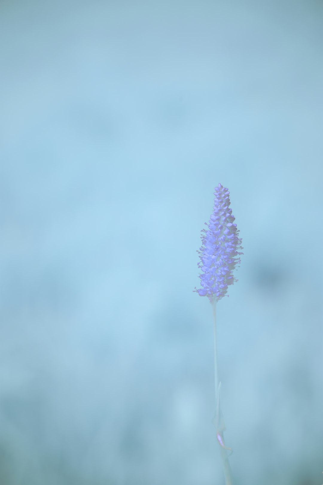 purple flower in close up photography