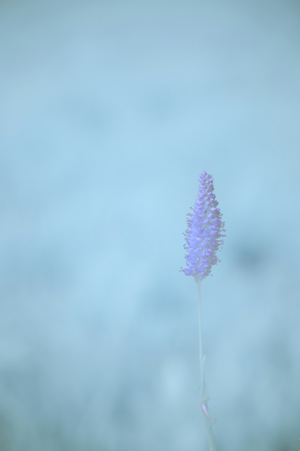 purple flower in close up photography