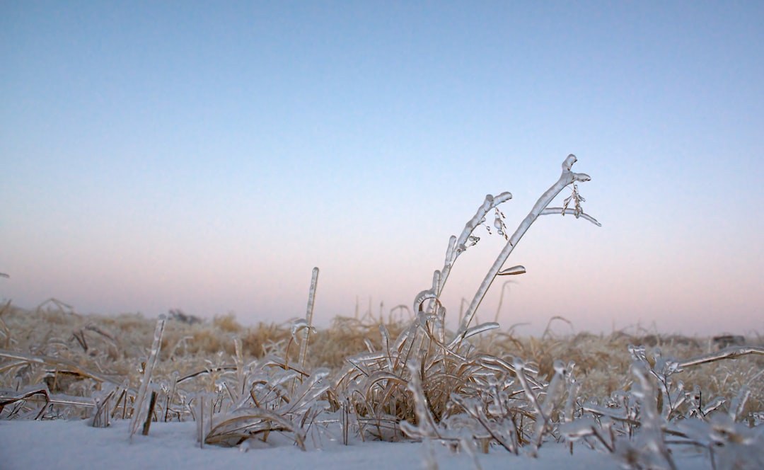 white and brown grass on snow covered ground during daytime