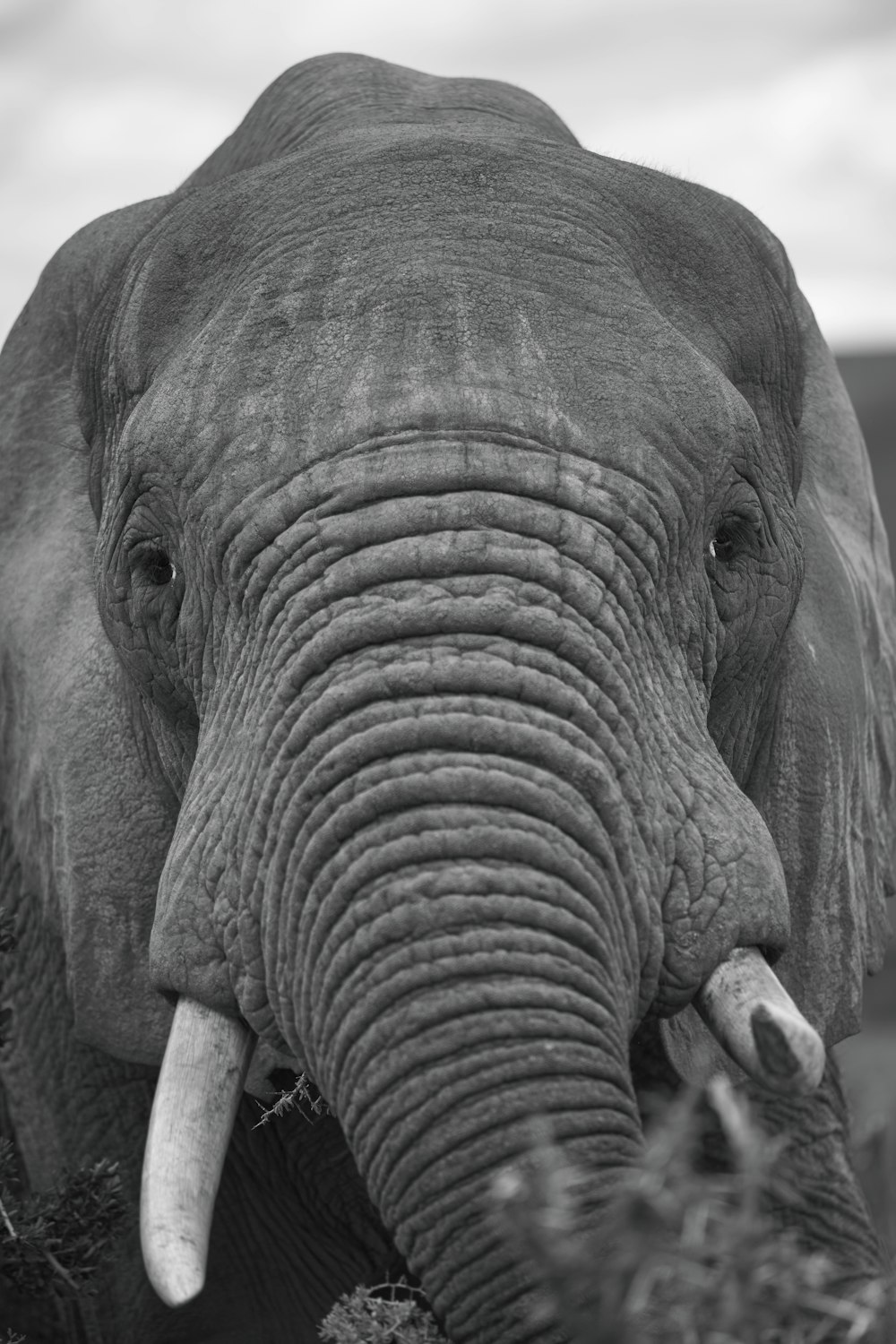 gray elephant in grayscale photography