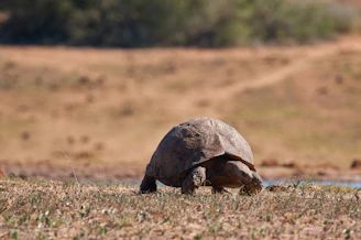 A serene view of a Galápagos giant tortoise slowly crossing a sunlit volcanic path.