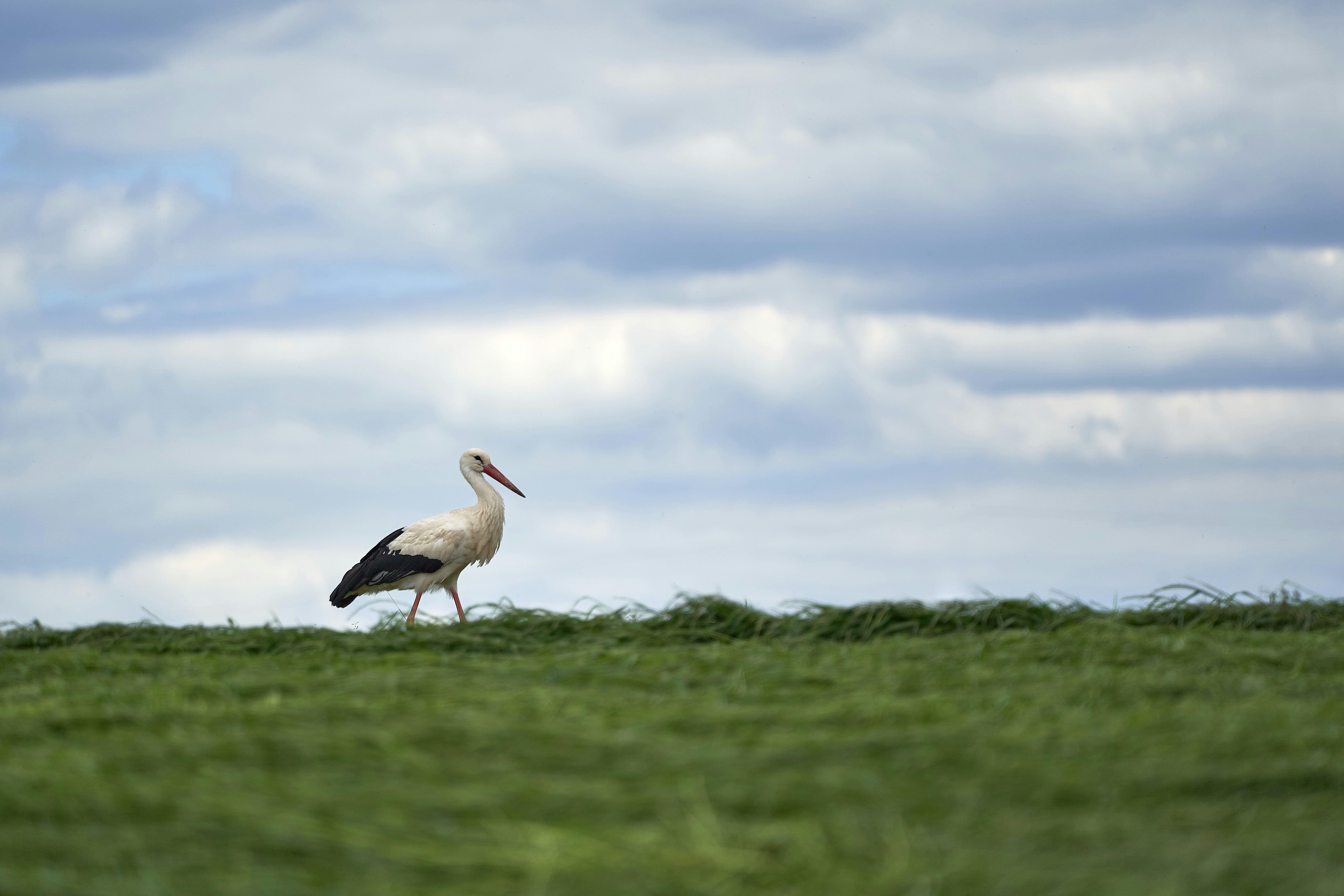 Photo by wolfgang_hasselmann