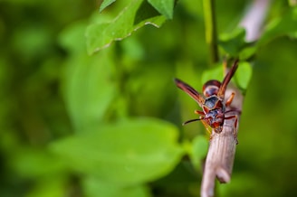 Close-up of a small Asian hornet nest nestled in tree branches.