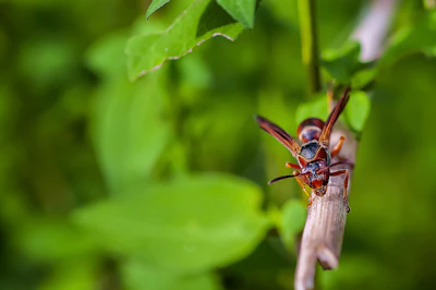 Close-up of a specialized yellow-legged Asian hornet trap hanging on a tree branch in early spring.