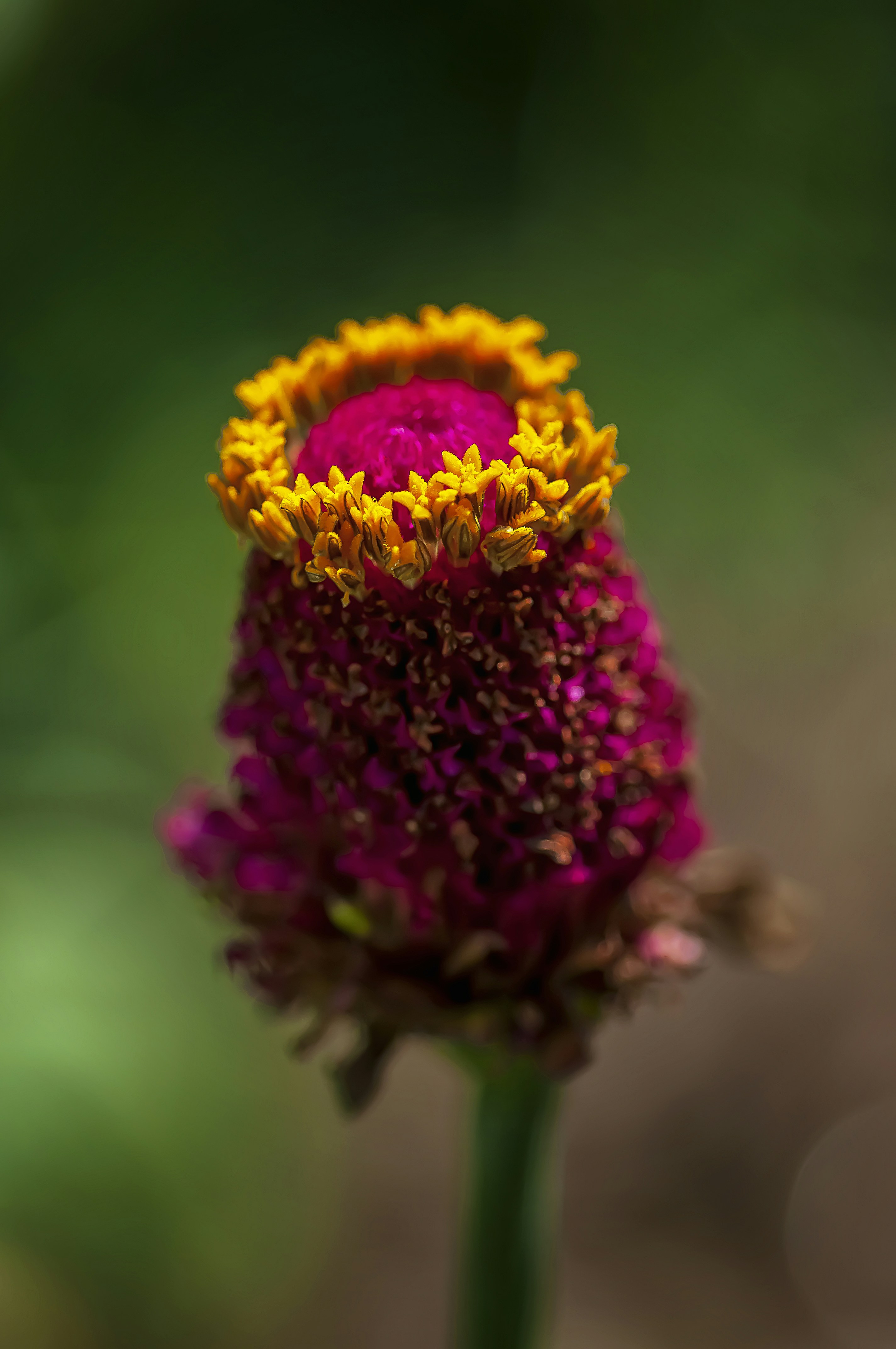 Macro flower photography showing extreme depth of field from focus stacking
