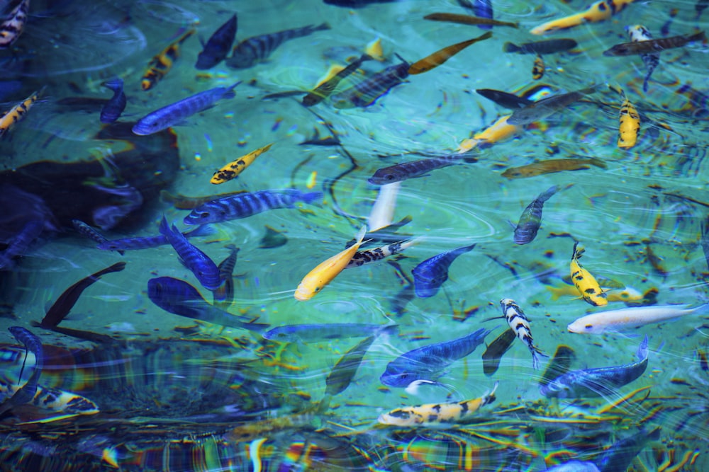 school of fish in water