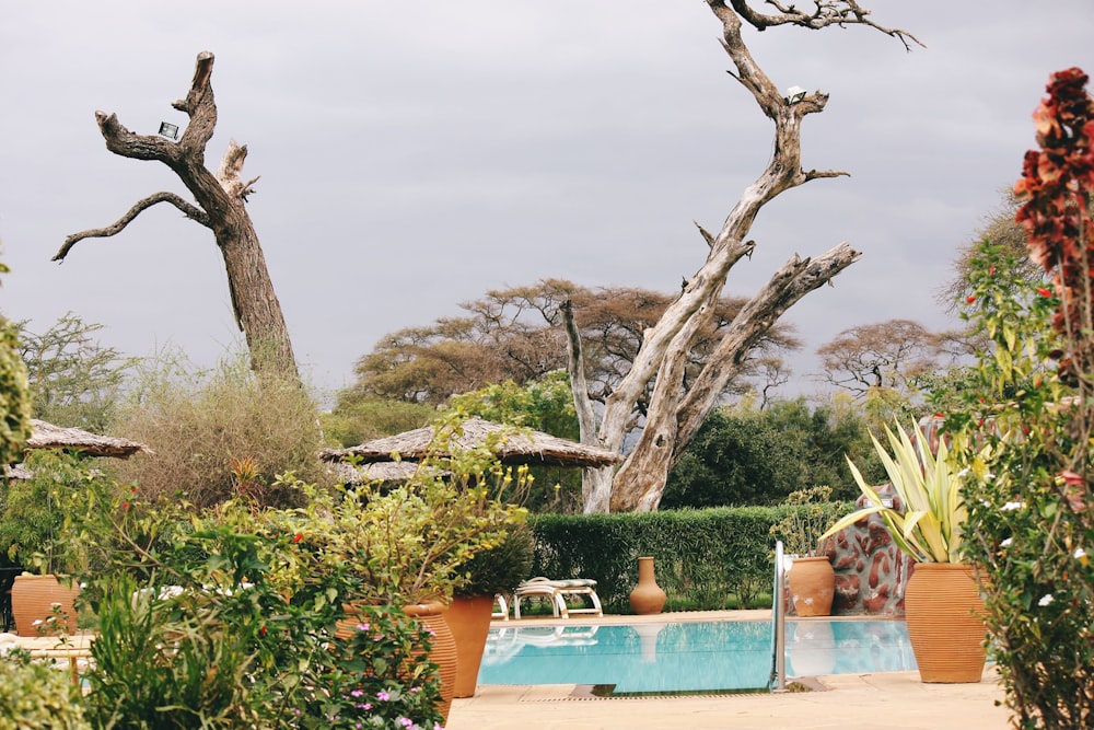 green trees near swimming pool during daytime