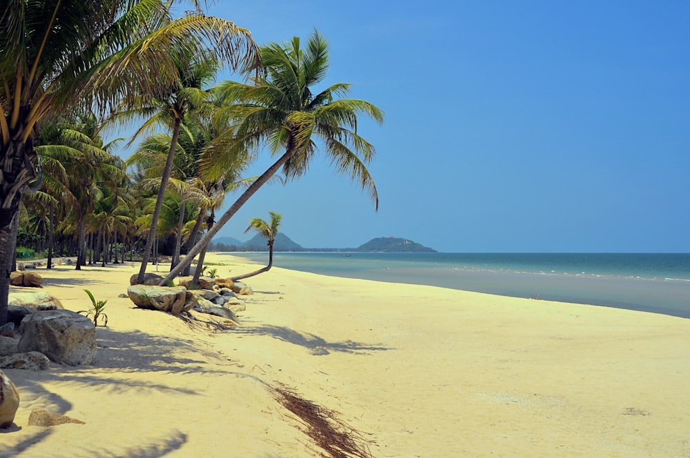 palm tree on beach during daytime