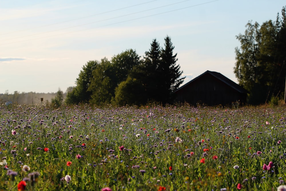 purple flower field near house during daytime