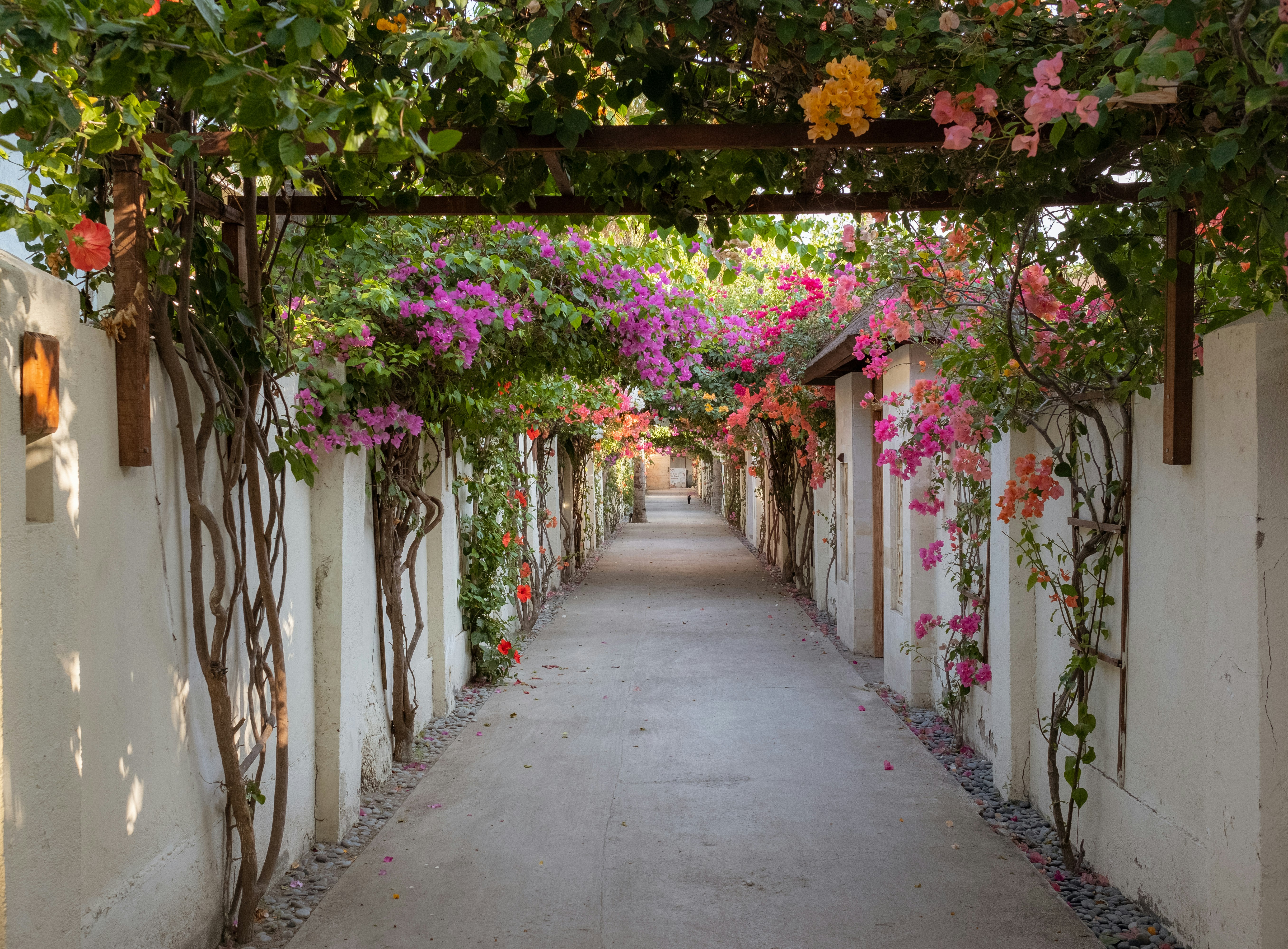 pink flowers on white wooden fence