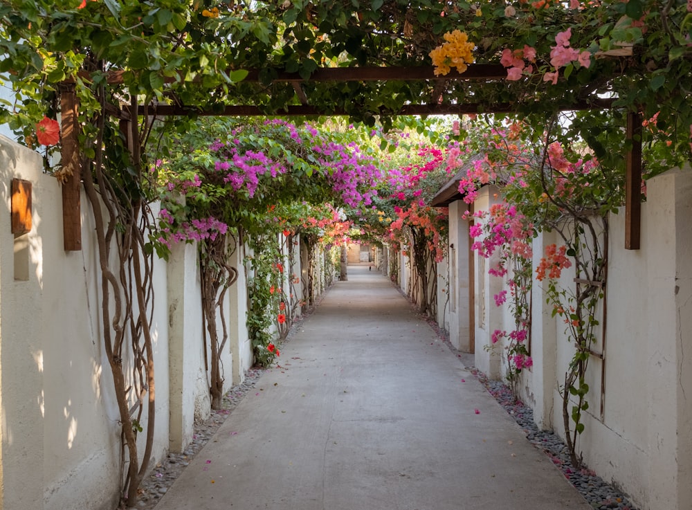 pink flowers on white wooden fence