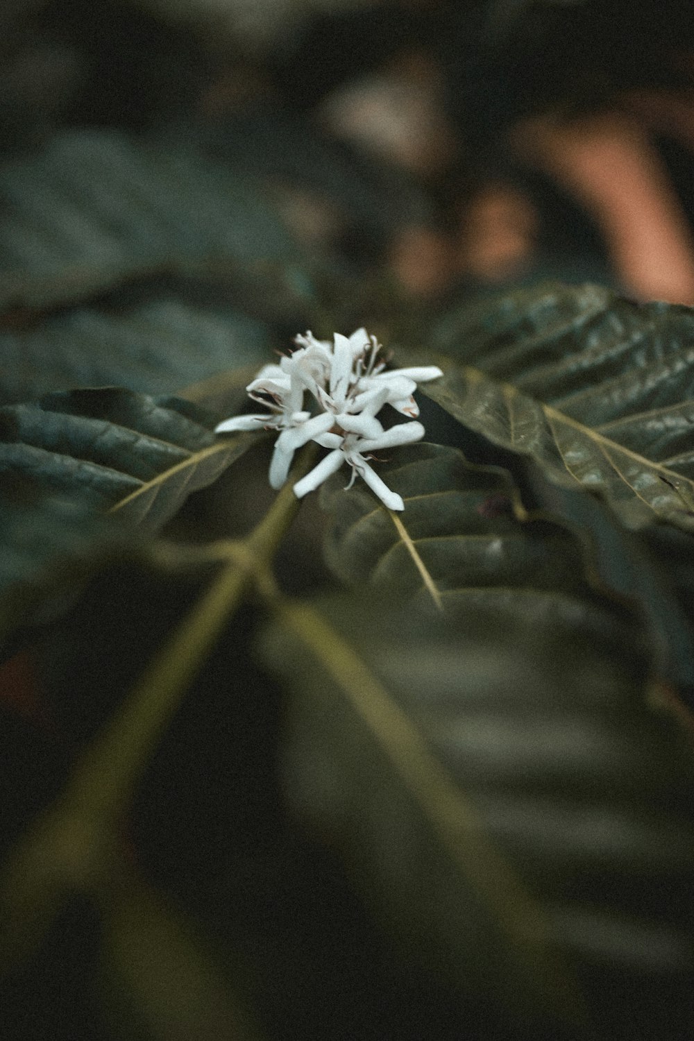 white flower in tilt shift lens