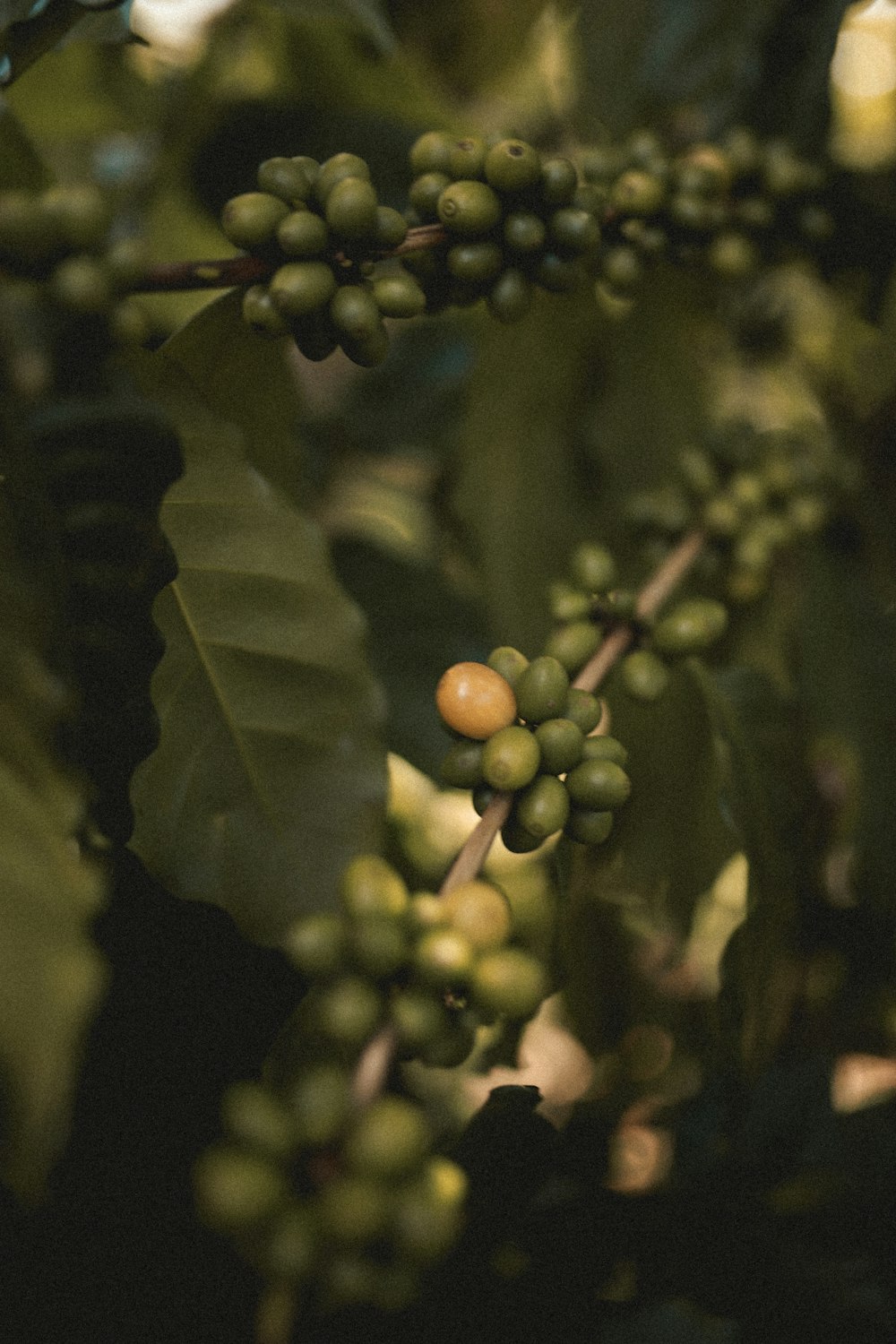 green and brown round fruits