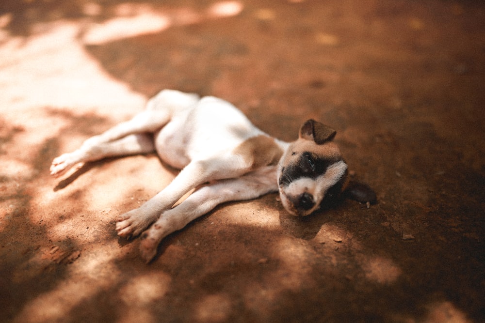 white and black short coated dog lying on brown soil