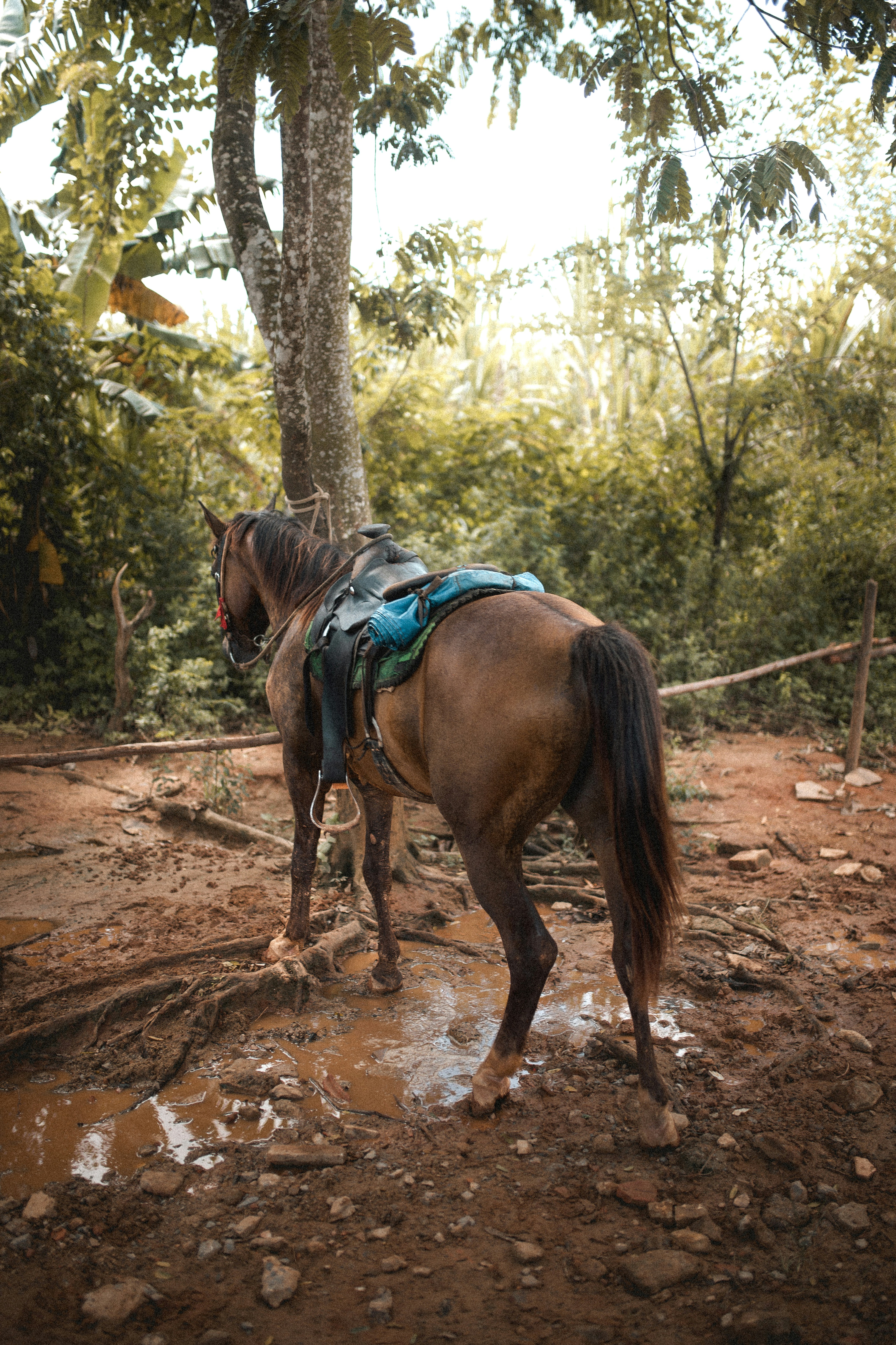 brown horse running on brown soil during daytime