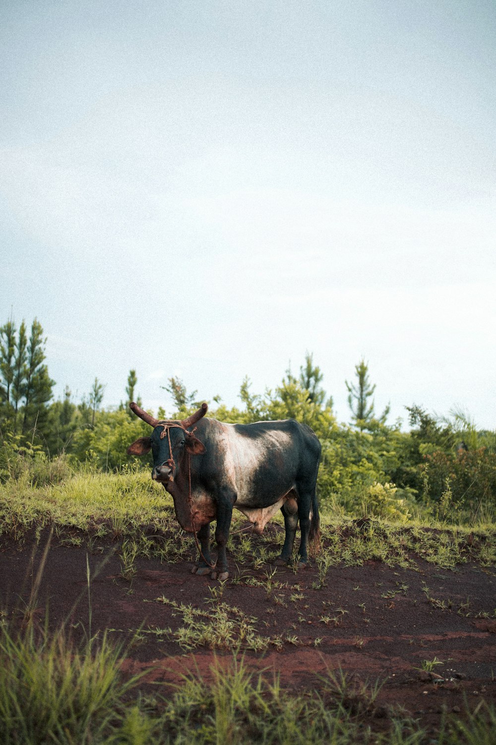 vaca marrom no campo marrom sob o céu branco durante o dia