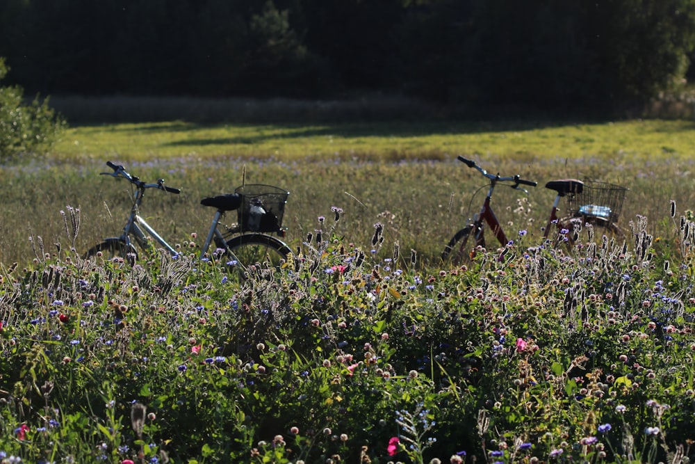 purple flower field during daytime