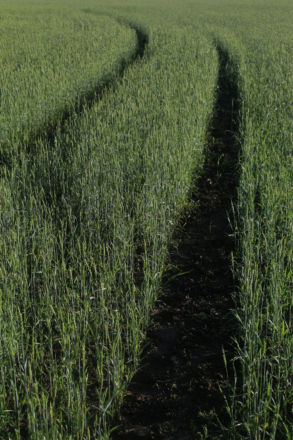 green grass field during daytime