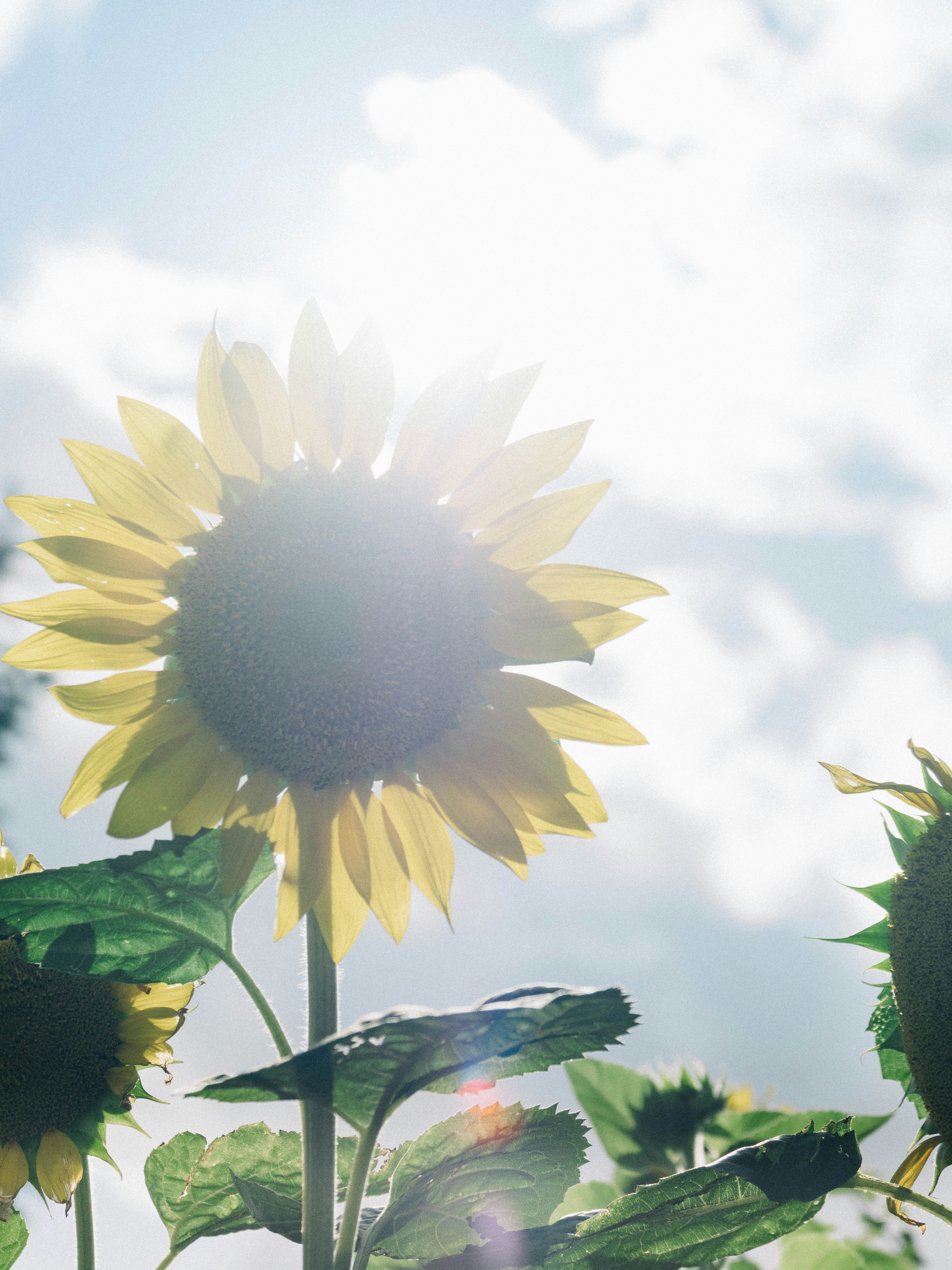 yellow sunflower under blue sky during daytime