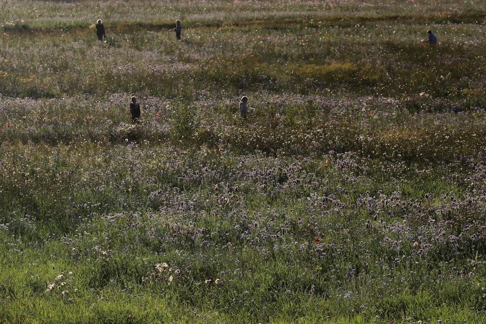 green grass field during daytime