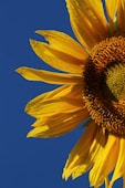 yellow sunflower in close up photography