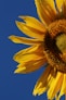 yellow sunflower in close up photography