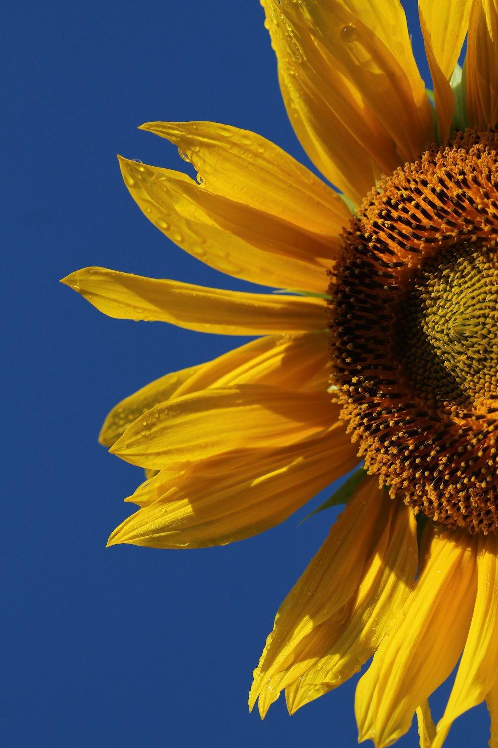 Girasol amarillo en fotografía de primer plano