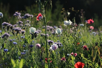 purple and red flowers in bloom during daytime