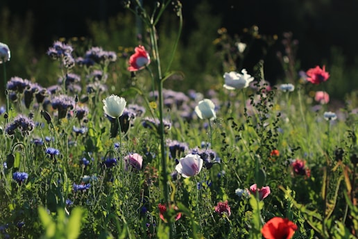 purple and red flowers in bloom during daytime