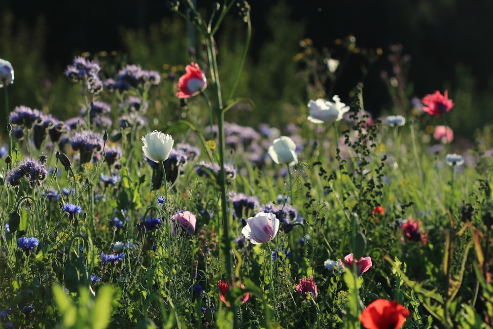 purple and red flowers in bloom during daytime