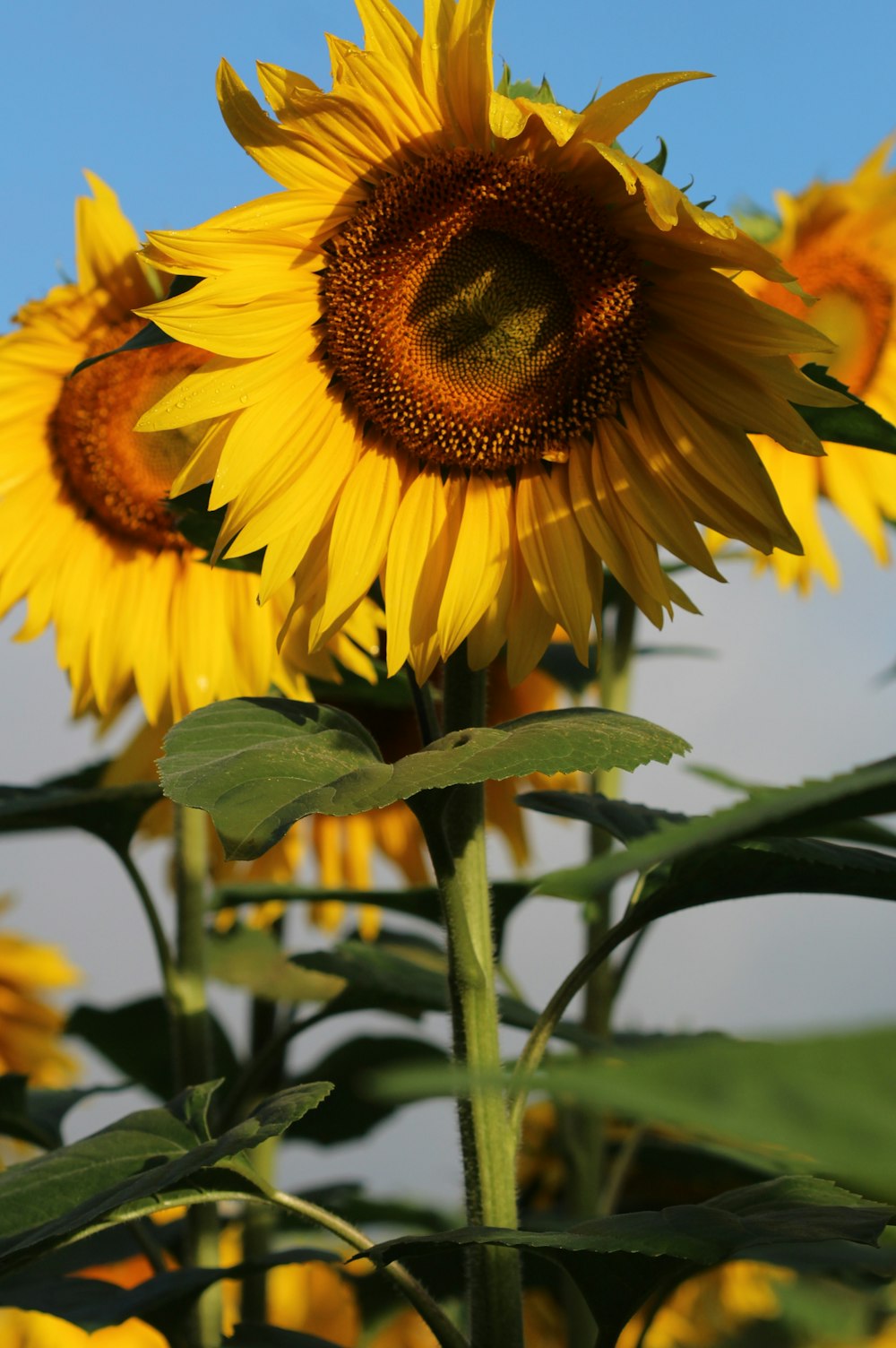 sunflower in tilt shift lens