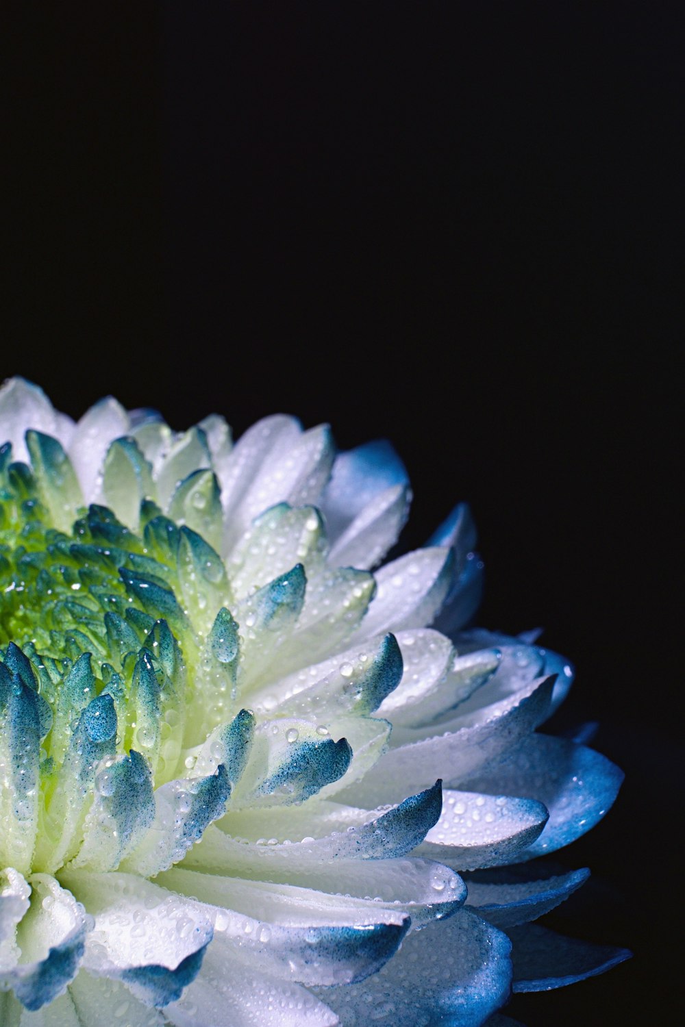 green and white flower in close up photography