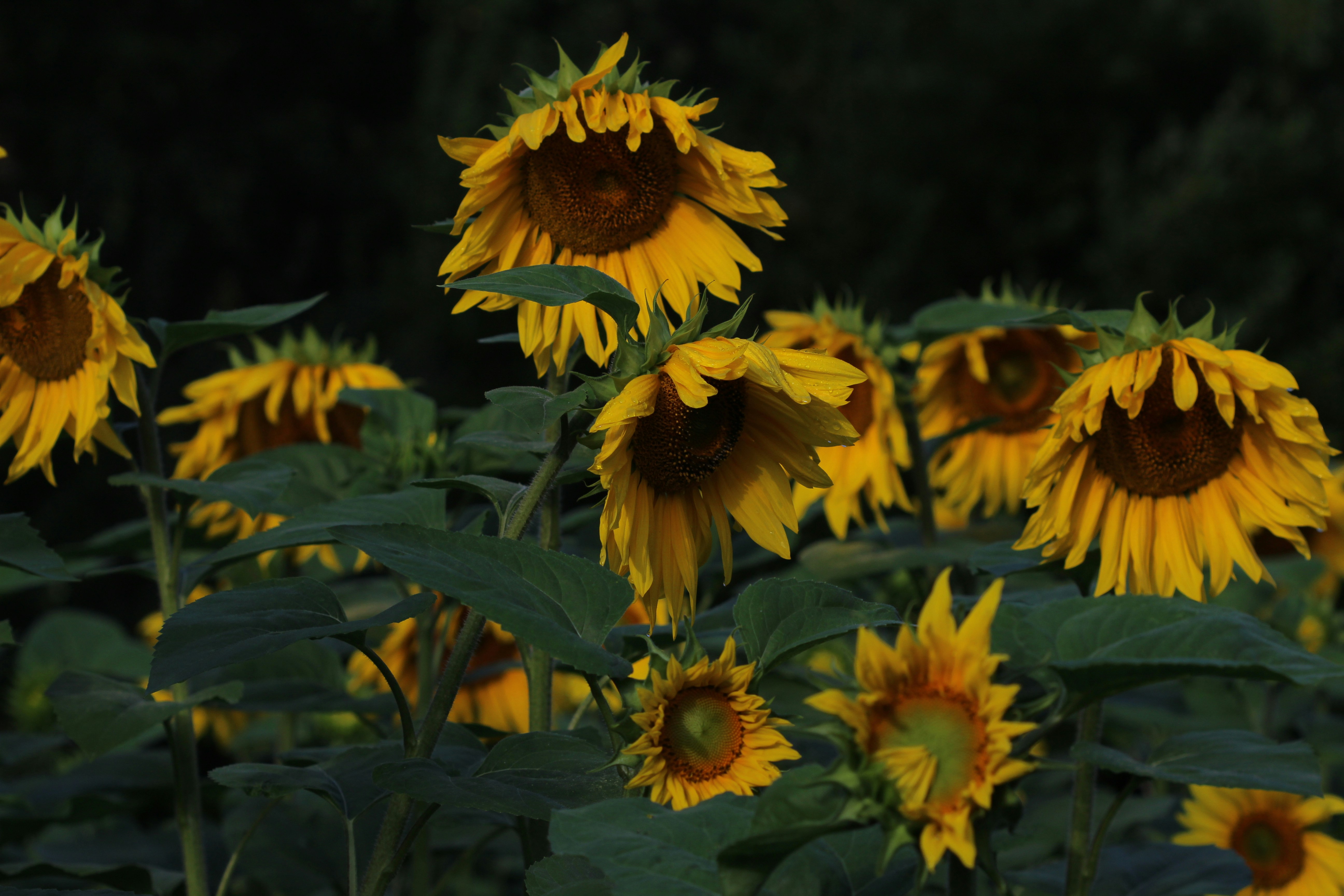 Choose from a curated selection of flower photos. Always free on Unsplash.