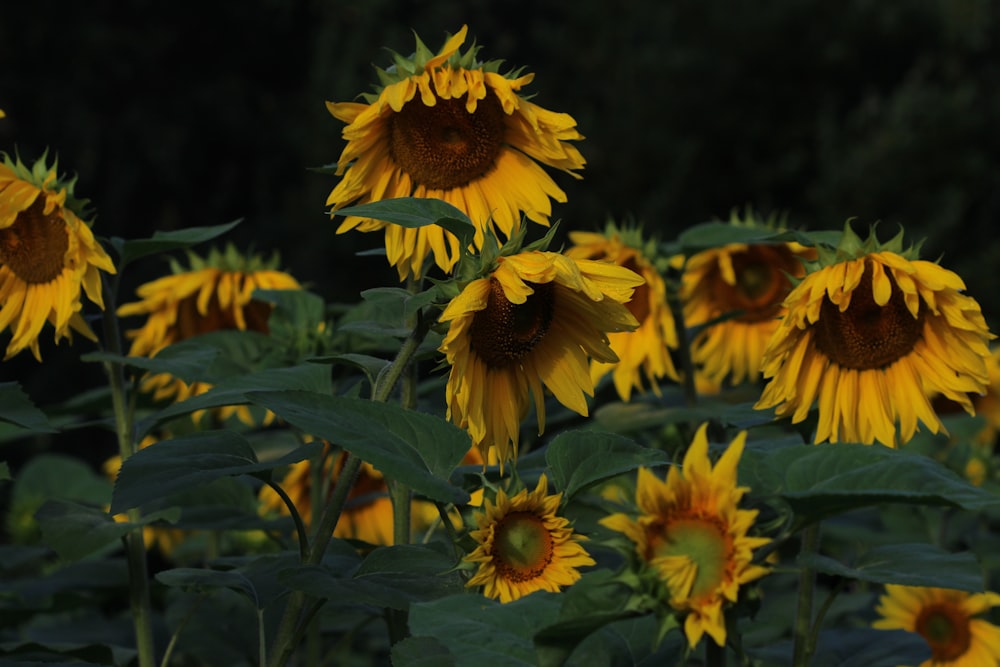 yellow sunflower in close up photography