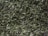 A close-up view of dried green herbs and leaves, showing a mix of finely chopped and crumbled pieces with a textured and natural appearance.