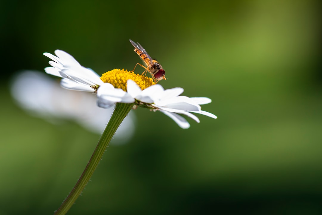 brown and black bee on white daisy in close up photography during daytime