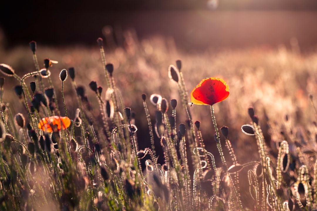 red flower in the field