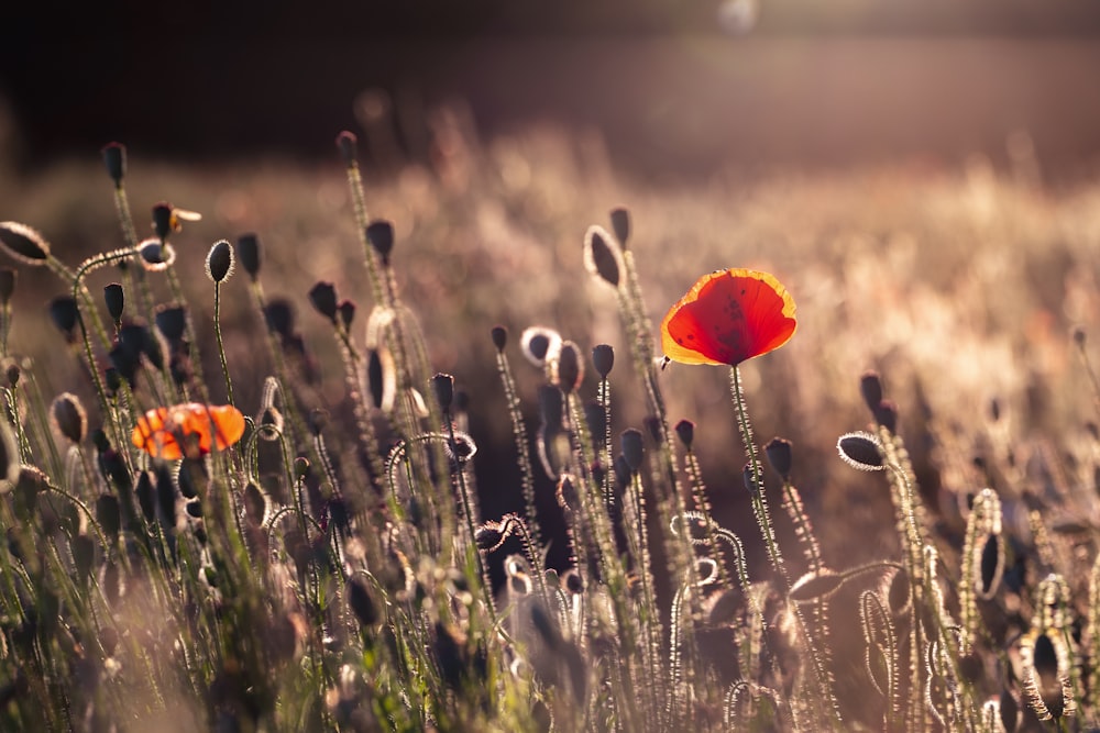 red flower in the field