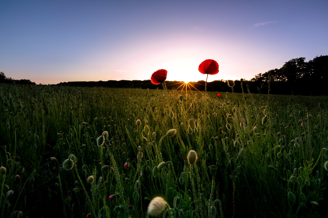 red balloons on green grass field during daytime