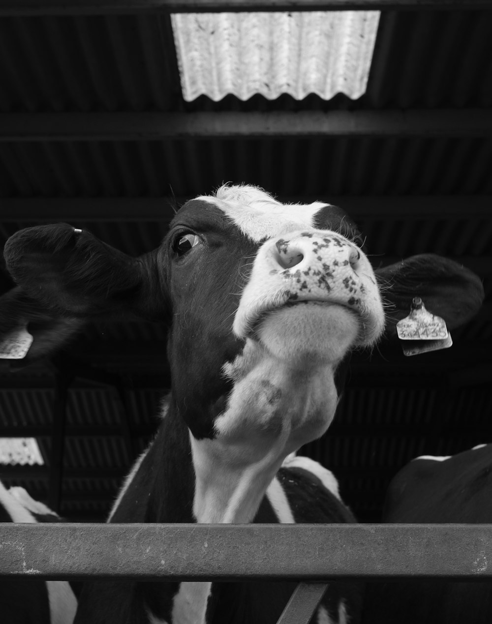 grayscale photo of cow in cage