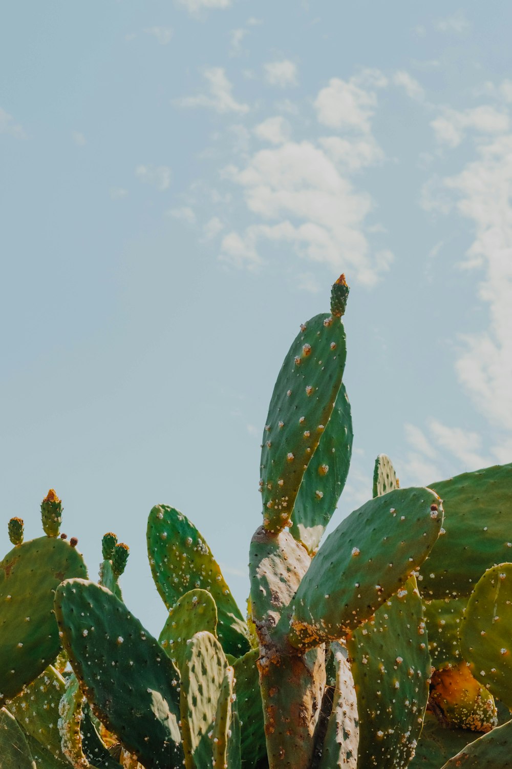 green cactus plants under white clouds during daytime