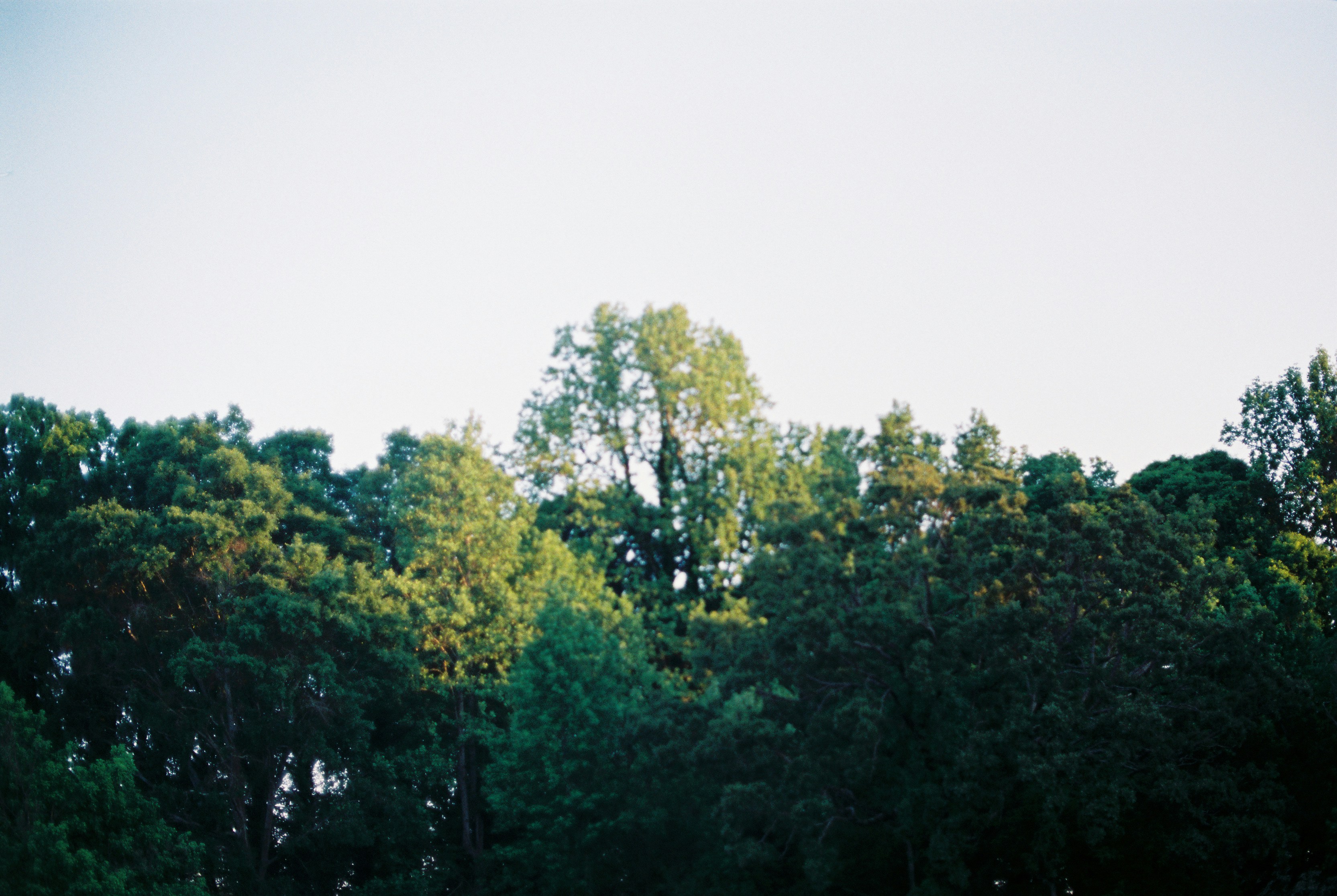 green trees under white sky during daytime
