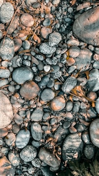 A collection of smooth, rounded stones and pebbles of varying sizes are scattered across the ground. The stones display a range of colors from gray to brown, with some having speckled patterns. Interspersed among the stones are dry leaves, hinting at a natural outdoor setting.