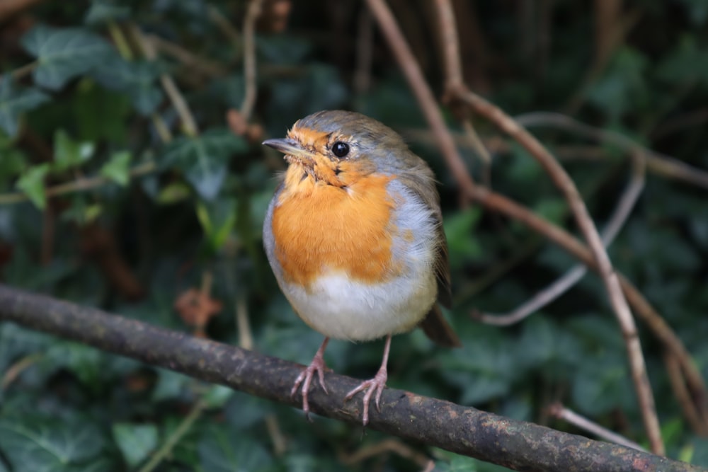 a small bird perched on a tree branch