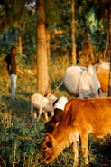 A pastoral scene with several cows and goats grazing in a sunlit forested area. A person stands near a tree in the background, observing the animals. The light casts warm hues on the animals and foliage, creating a serene atmosphere.