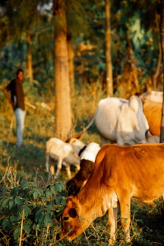 A pastoral scene with several cows and goats grazing in a sunlit forested area. A person stands near a tree in the background, observing the animals. The light casts warm hues on the animals and foliage, creating a serene atmosphere.
